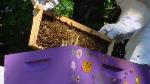 beehive_hive_frames_tn9