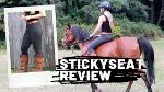 full_seat_breeches_ou6