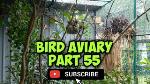backyard_birding_3i1